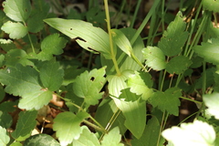 Epipactis