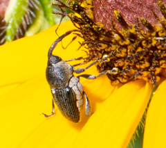 Odontocorynus salebrosus