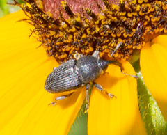 Odontocorynus salebrosus