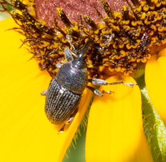 Odontocorynus salebrosus