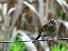 Ammodramus humeralis