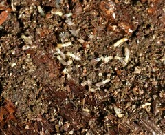 Reticulitermes flavipes