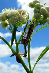 Paramantispa prolixa