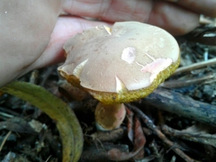 Xerocomellus ripariellus