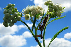 Paramantispa prolixa