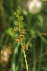 Epipactis