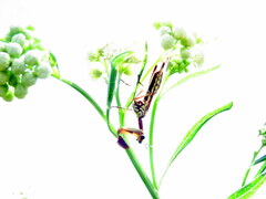 Paramantispa prolixa