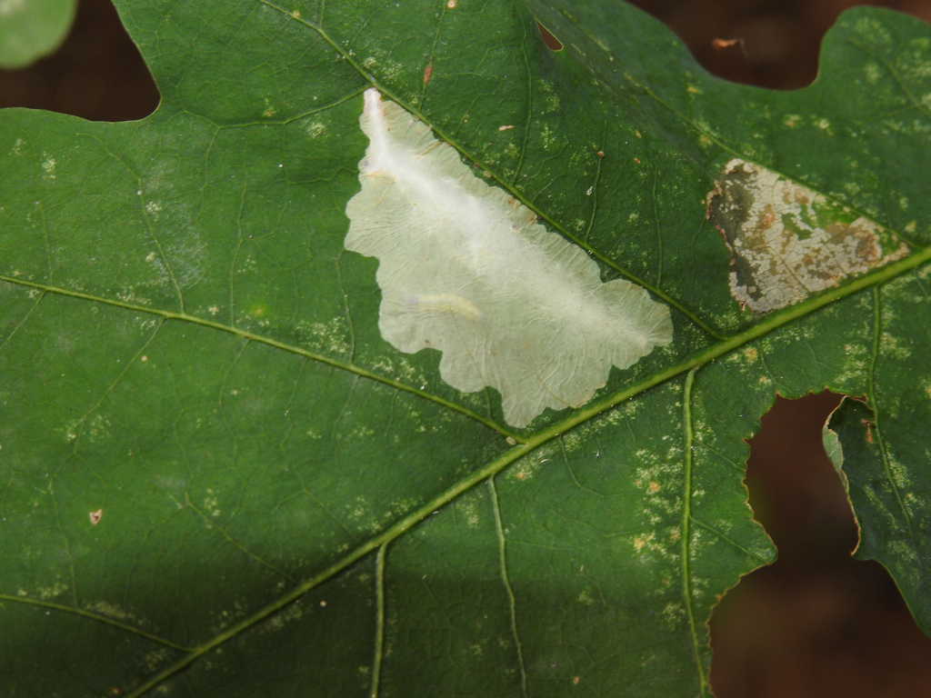 Coptotriche badiiella