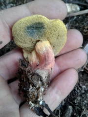 Xerocomellus ripariellus