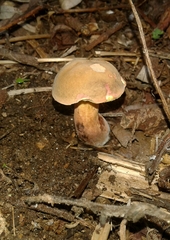 Xerocomellus ripariellus