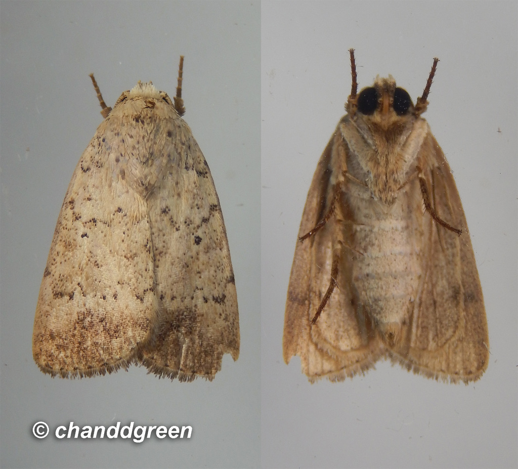 Athetis sincera
