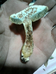 Xerocomellus ripariellus