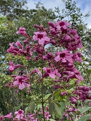 Fridericia