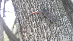 Sceloporus utiformis