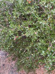 Andricus crystallinus