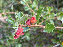 Andricus crystallinus