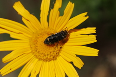 Acmaeoderella flavofasciata