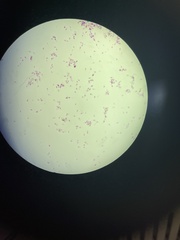 Miozoa