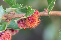 Andricus crystallinus