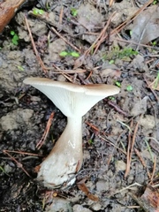 Ampulloclitocybe clavipes