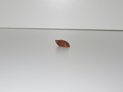 Succinea putris