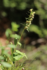 Epipactis