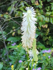 Sanguisorba canadensis