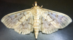 Herpetogramma aquilonalis