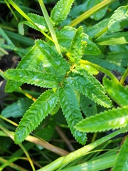 Sanguisorba canadensis