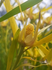 Leucadendron eucalyptifolium