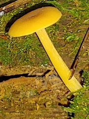 Gloioxanthomyces nitidus
