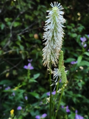 Sanguisorba canadensis