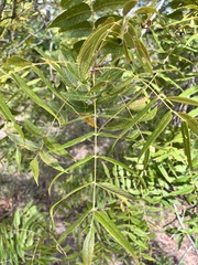 Juglans major