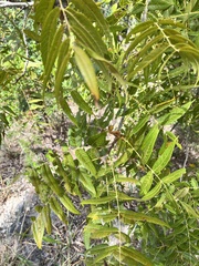 Juglans major