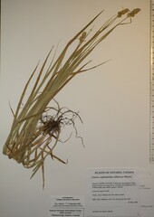 Carex cephaloidea