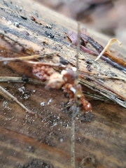 Polycephalomyces tomentosus