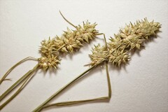 Carex cephaloidea