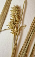 Carex cephaloidea