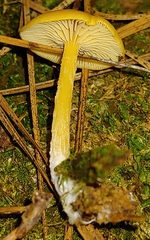 Gloioxanthomyces nitidus