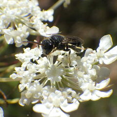 Hylaeus punctatus