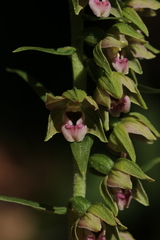 Epipactis