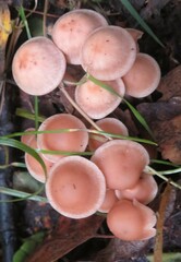 Mycena rosea