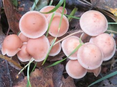 Mycena rosea