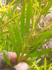 Leucadendron eucalyptifolium