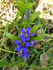 Gentiana puberulenta