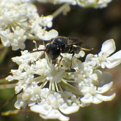 Hylaeus punctatus