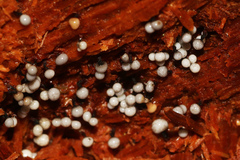 Cribraria macrocarpa
