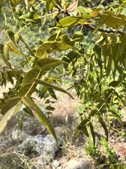 Juglans major