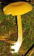 Gloioxanthomyces nitidus