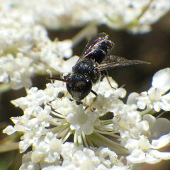 Hylaeus punctatus